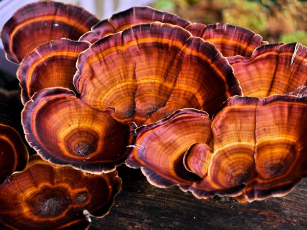 Lingzhi Mushrooms